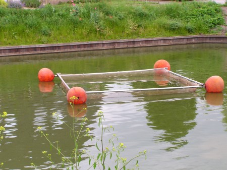 Visstandonderzoek in de Weppel in Hummelo