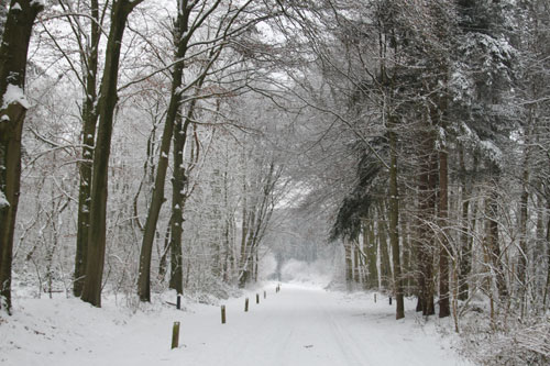 Winter in Hummelo (24-12-2010)